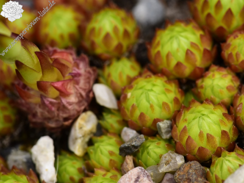 globiferum ssp. arenarium from Brandstatt, Kletterwand