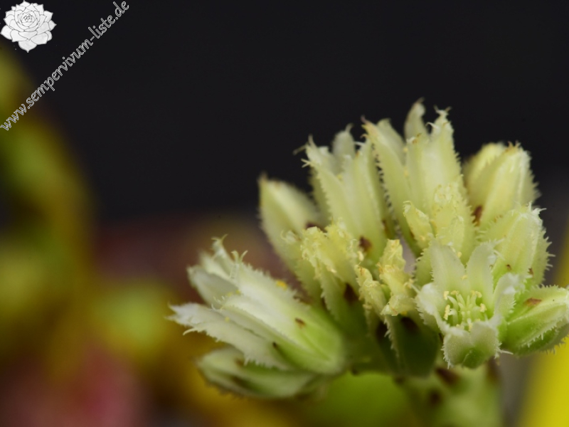 globiferum ssp. arenarium from Brandstatt, Kletterwand