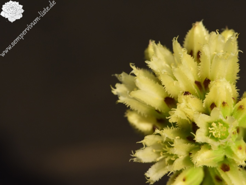 globiferum ssp. arenarium from Brandstatt, Kletterwand