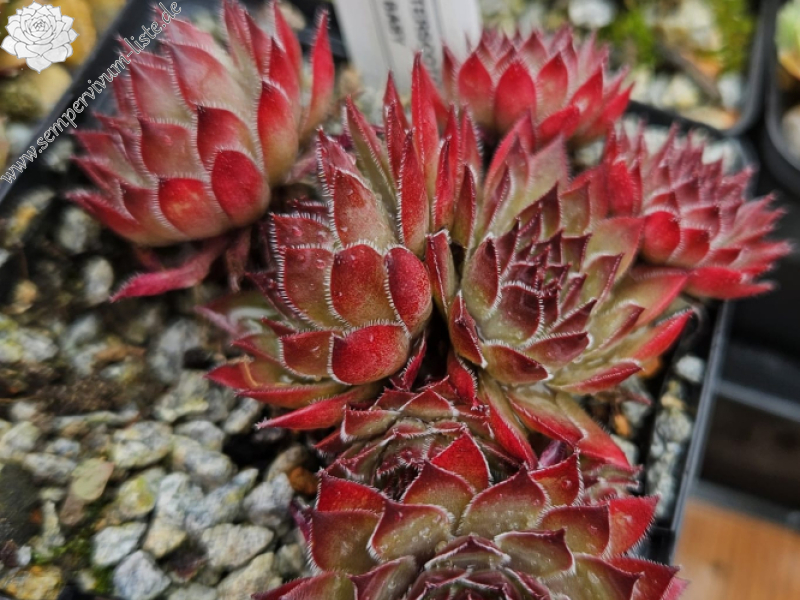 Chick Charms® Butterscotch Baby™ (NG)