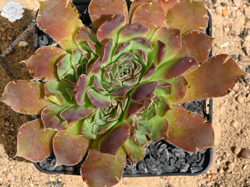 Tristande Cunha / Jovi