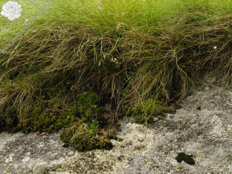 montanum ssp. stiriacum from Wastlbauerhütte, SO
