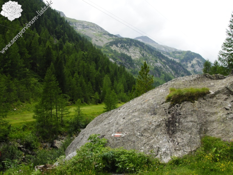 montanum ssp. stiriacum from Wastlbauerhütte, SO