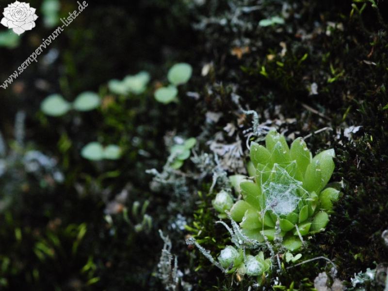 arachnoideum from Brandstatt, Kletterwand