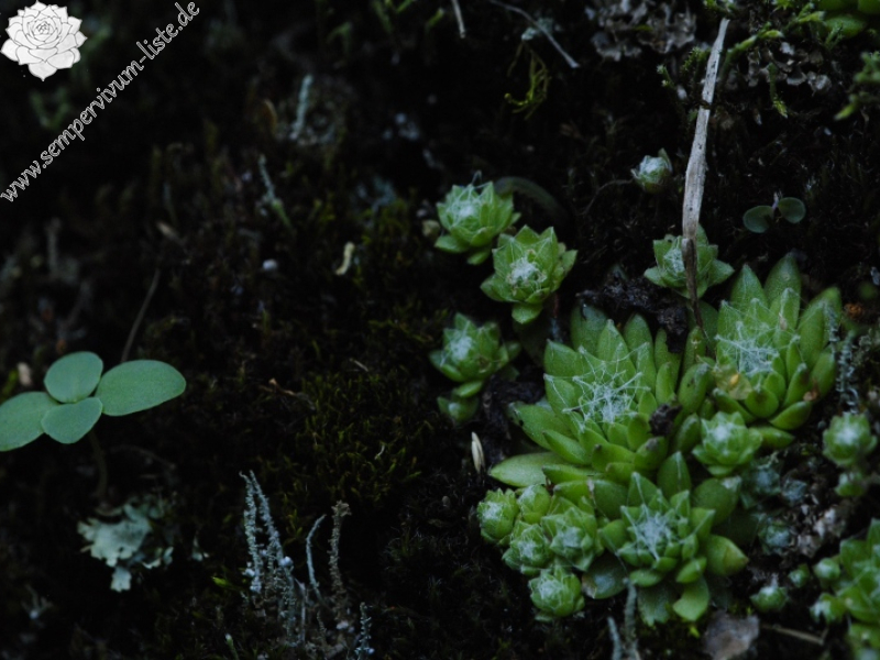 arachnoideum from Brandstatt, Kletterwand