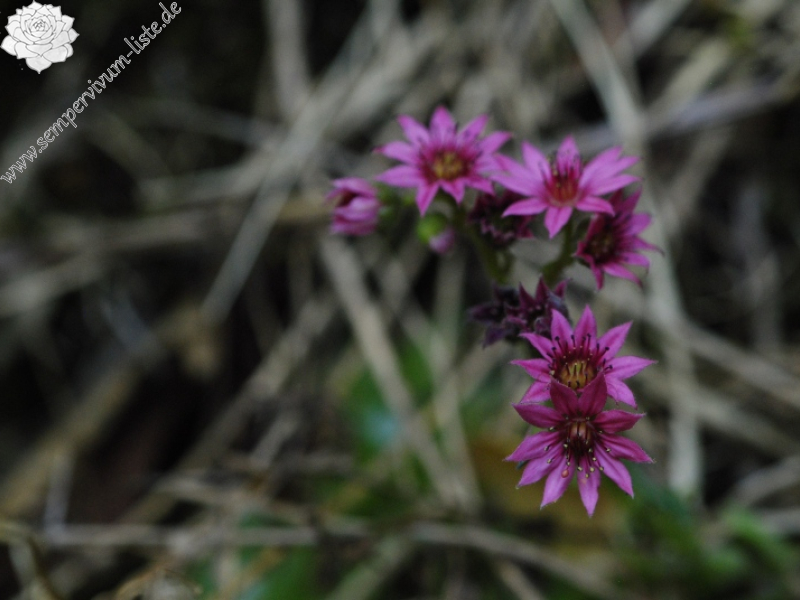 arachnoideum from Brandstatt, Kletterwand