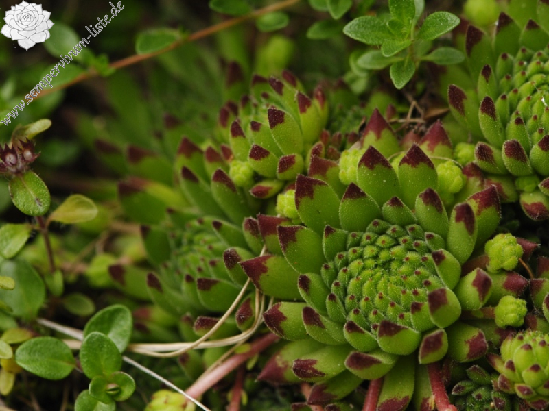montanum ssp. stiriacum from Wastlbauerhütte, SO