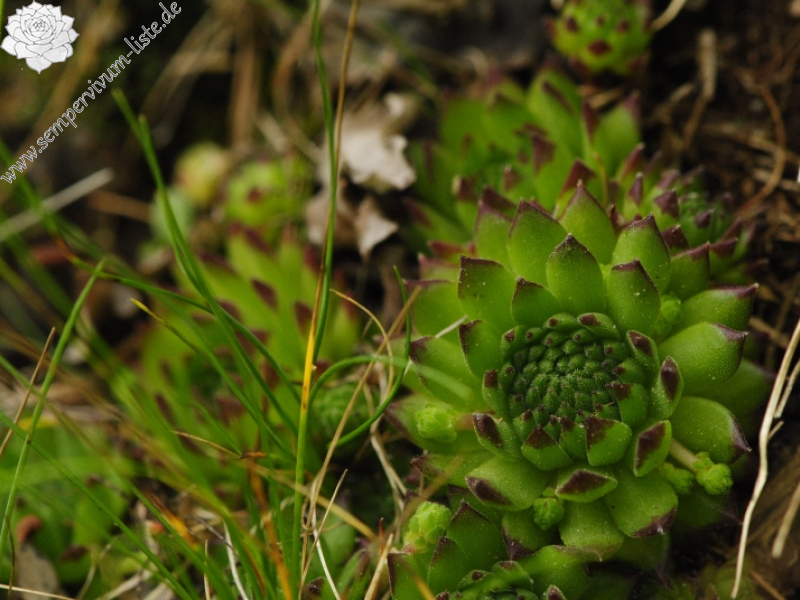 montanum ssp. stiriacum from Wastlbauerhütte, SO