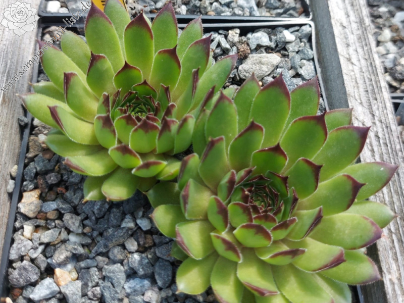 Black Forest Campfire