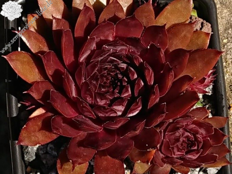 Chocolate covered Cherries