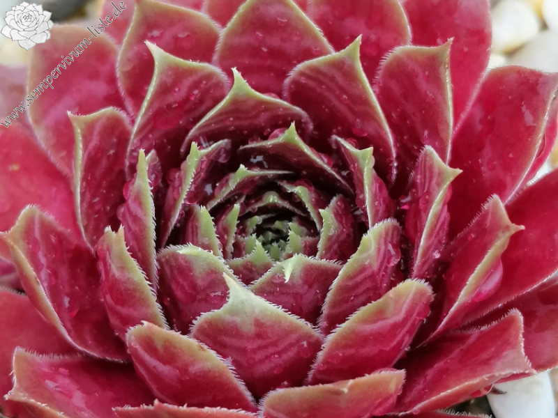 Léna nach dem Regen