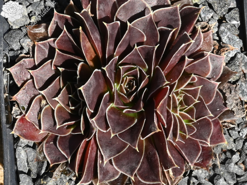 Korspel Dancing Queen / Jovi