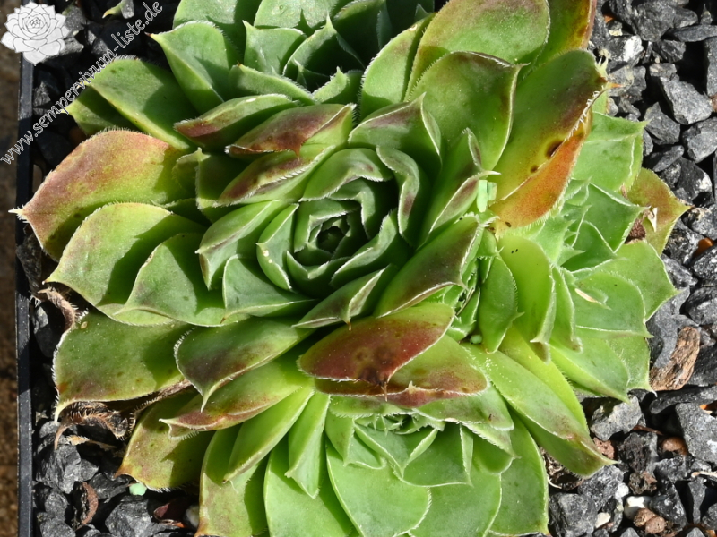 Korspelse Eudose / Jovi