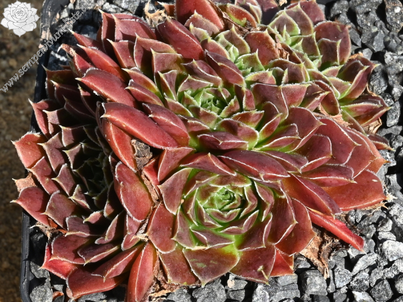 Korspelse Raviya / Jovi