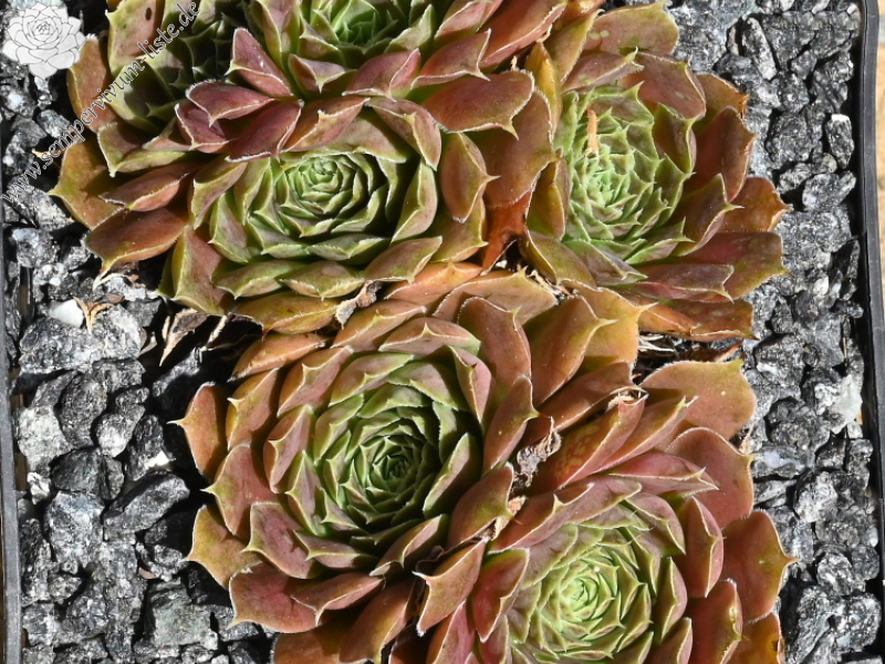 Piek van Orizaba / Jovi