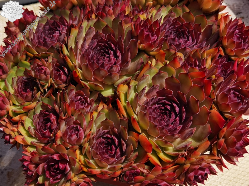 Chick Charms® Copper Canyon (NNG)