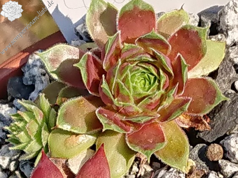 Chick Charms® Gold Crown