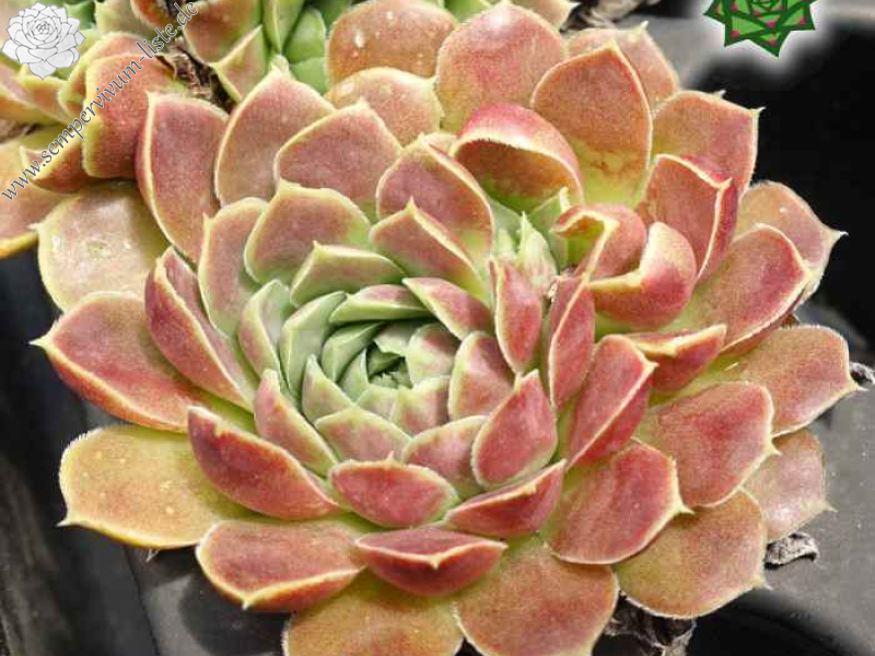 Korspel Dessert / Jovi