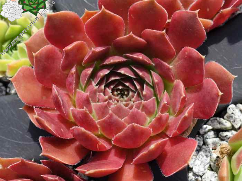 Korspel Midnight / Jovi