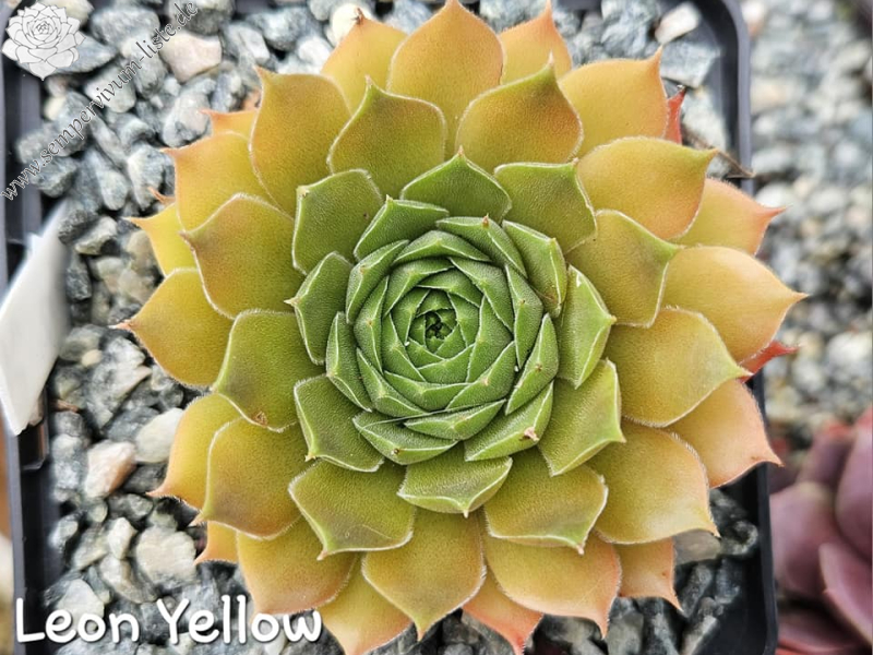 Leon Yellow (NG)