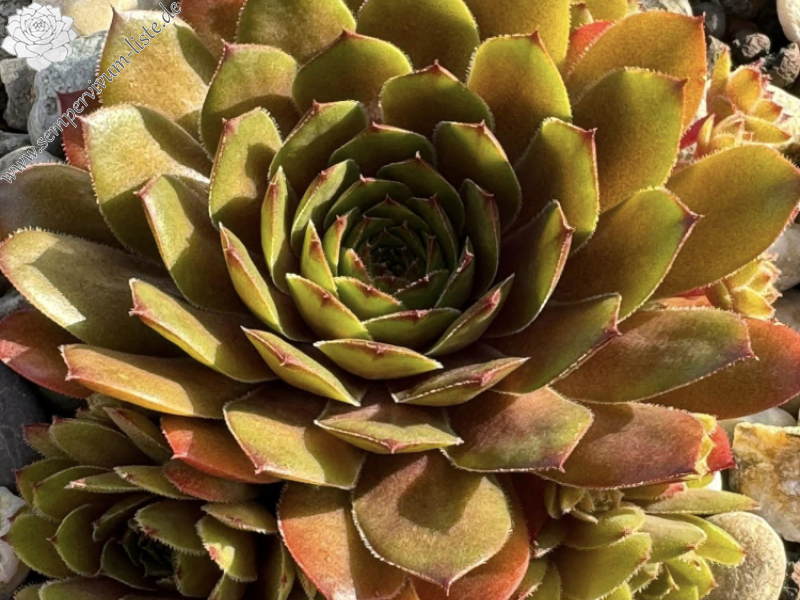 Lynn's Campfire (NNG)