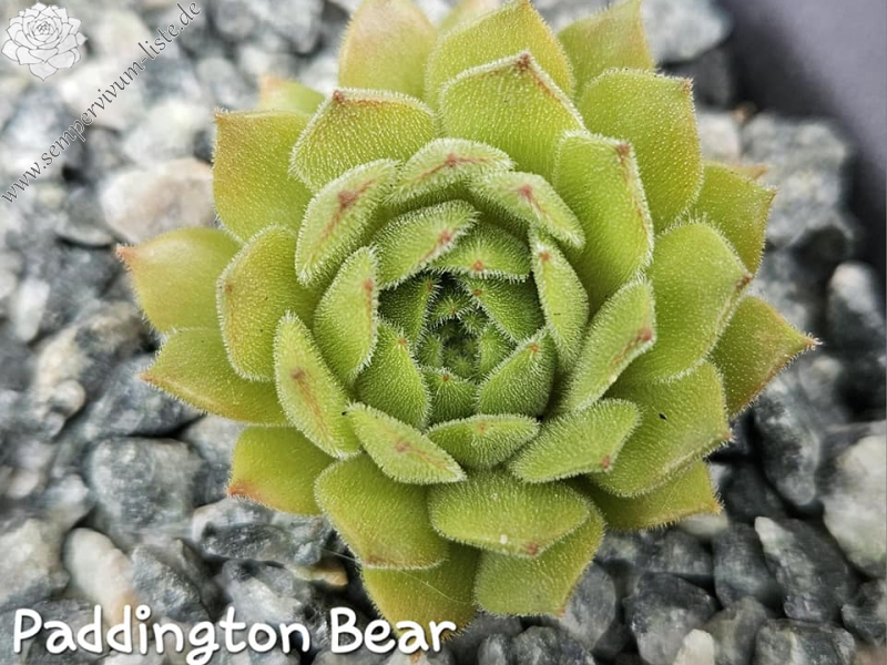 Paddington Bear (NNG)