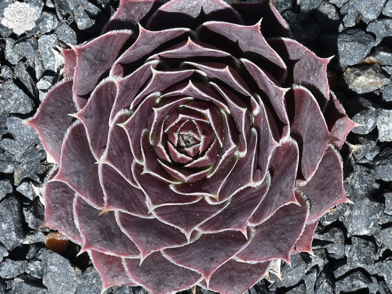 Korspel Domino / Jovi