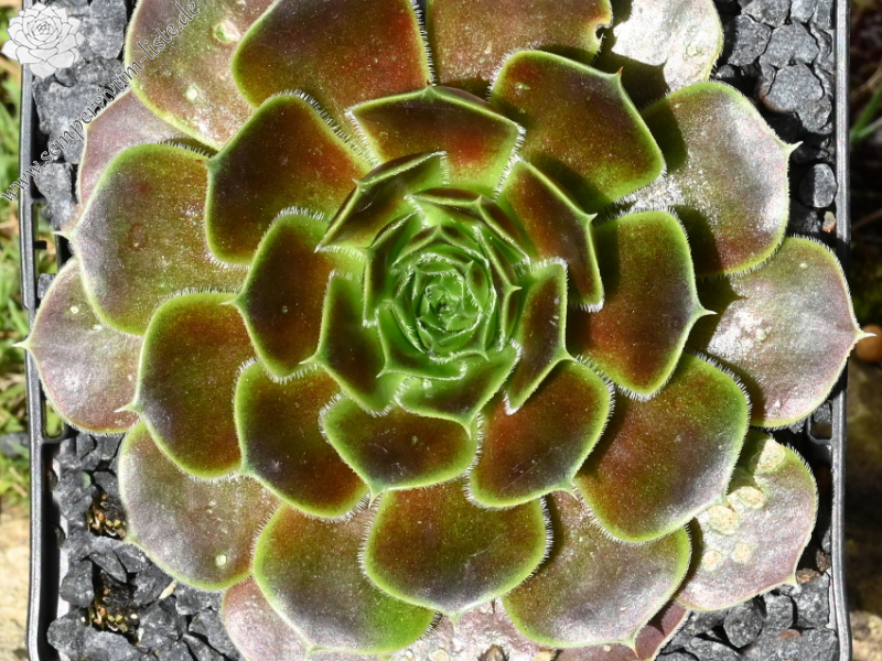 Korspelse Kristruw / Jovi