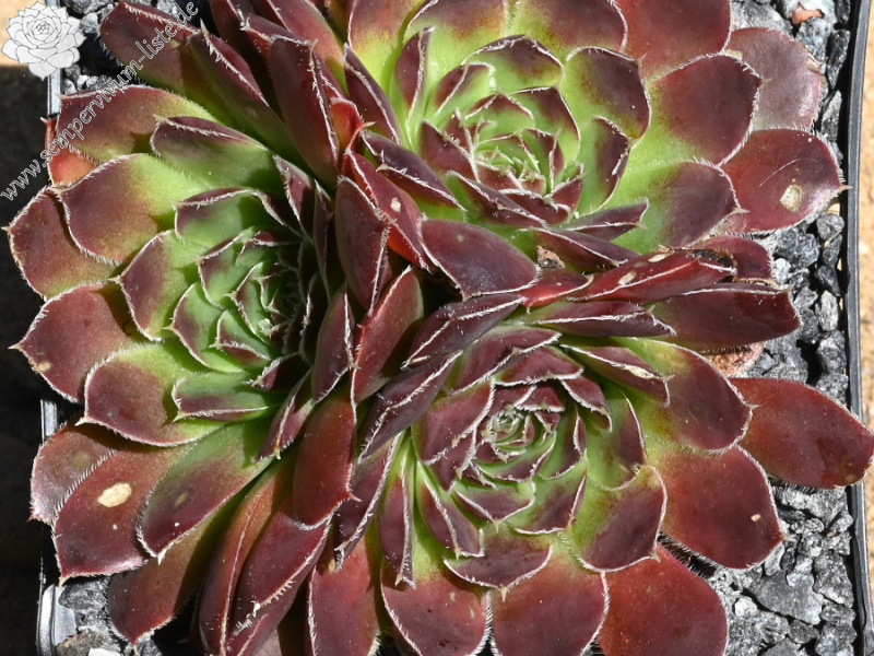 Korspelse Tilla / Jovi