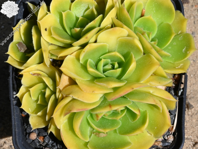 Maigold / Jovi ( II )