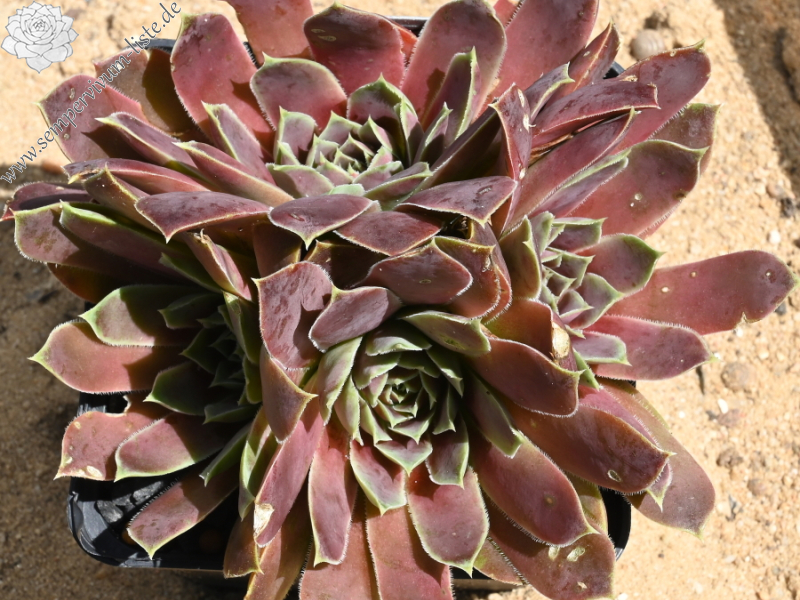 Volcan de Aqua / Jovi