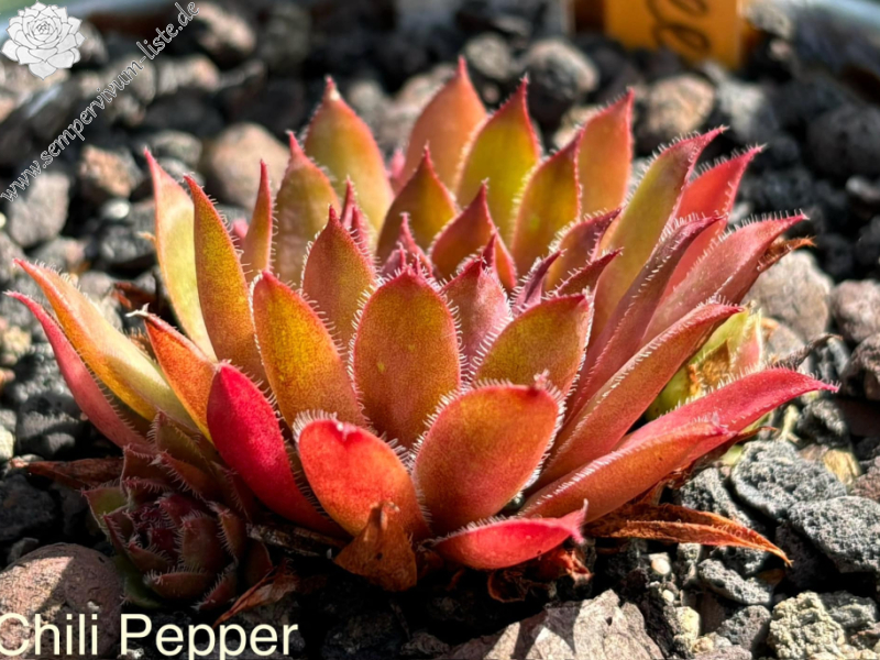 Chilli Pepper