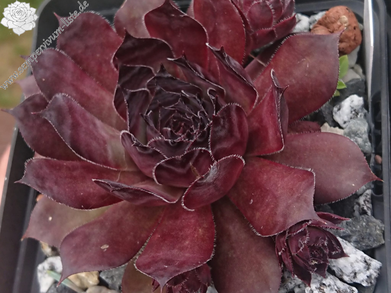 Chick Charms® Choco Latte (NNG)