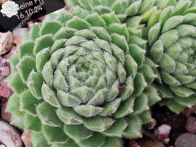 Der Kleine Prinz (NNG)