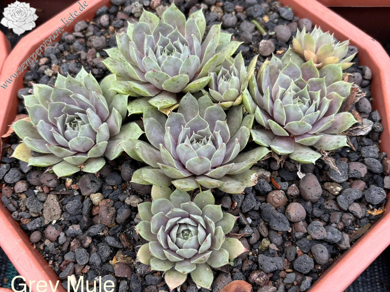 Grey Mule