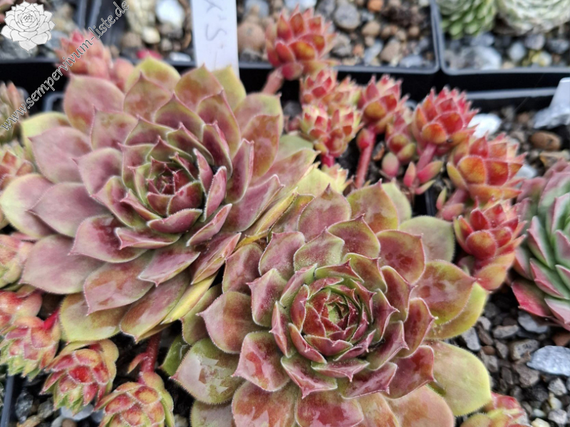 Jannik's Wundertüte