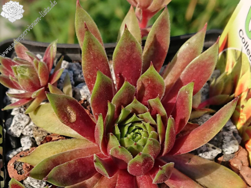 Chick Charms® Lemon Waves