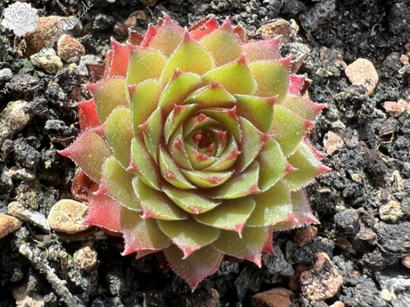 Lynn's Campfire (NNG)