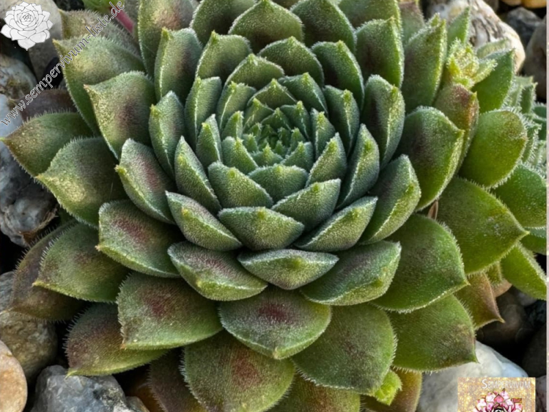 Monty Teddybär (NNG)