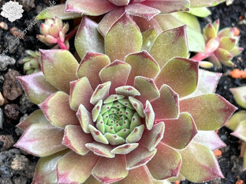 My pink Splash (NNG)