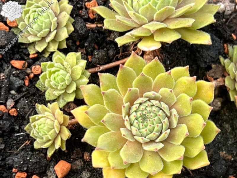 My pink Splash (NNG)