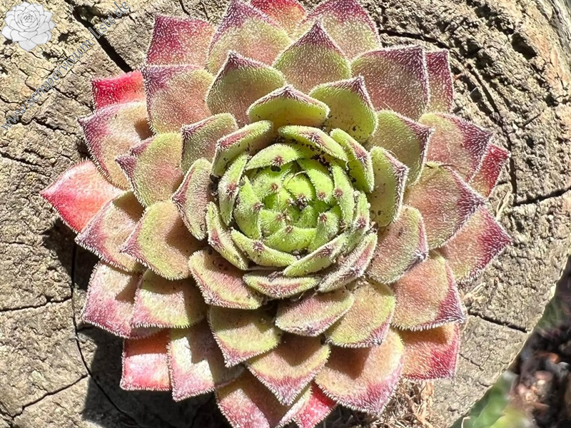 My pink Splash (NNG)