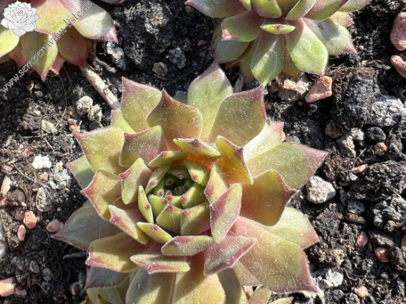 My pink Splash (NNG)