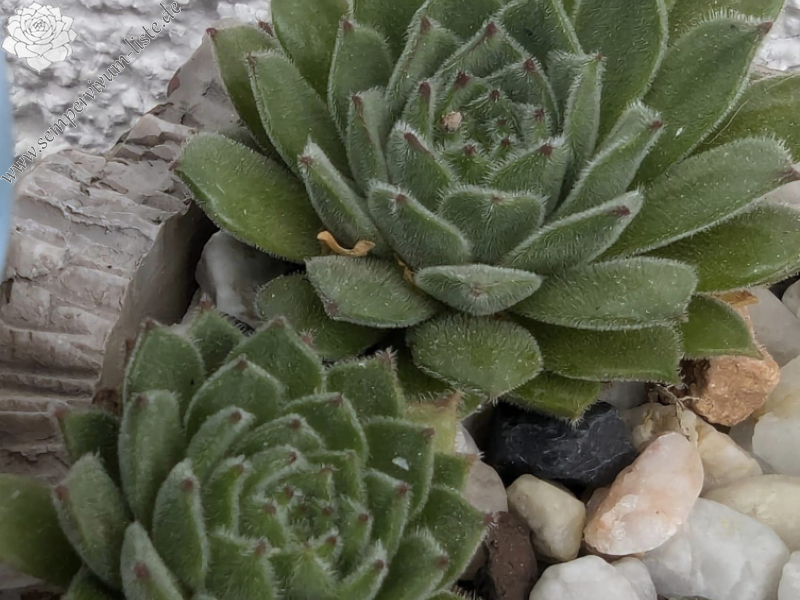 Paddington Bear (NNG)