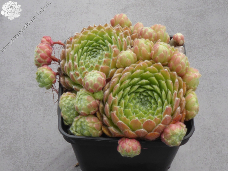 Chick Charms® Powdered Pastry (NNG)