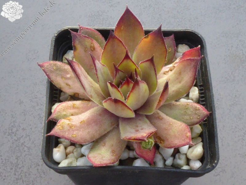 Smalltalk Roxy (NNG)