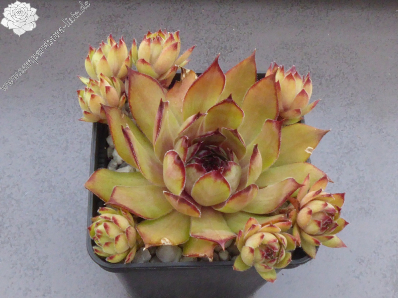 Smalltalk Roxy (NNG)