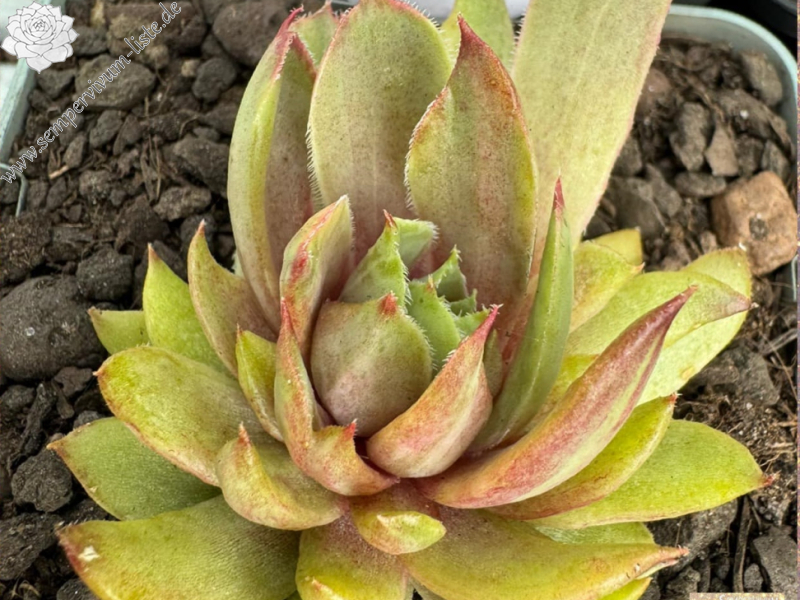 Smalltalk Roxy (NNG)