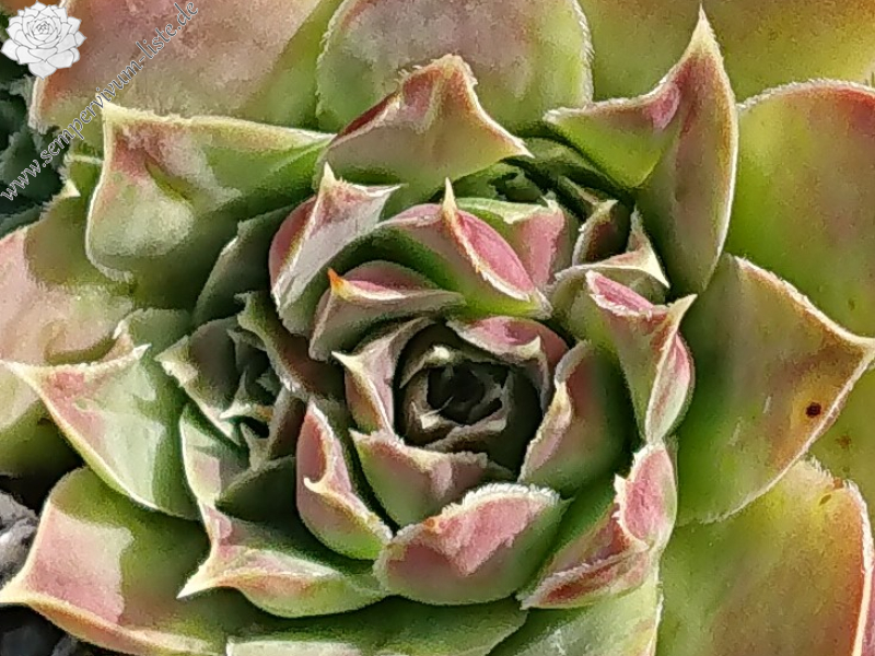 Tabaluga / Jovi (NNG)