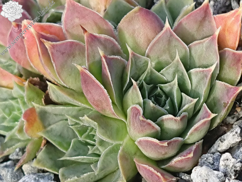 Tabaluga / Jovi (NNG)